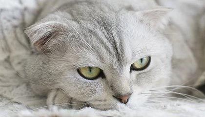 KAIYUNAPP-开拓者进攻受阻主场败给公牛，开拓者vs公牛全场回放