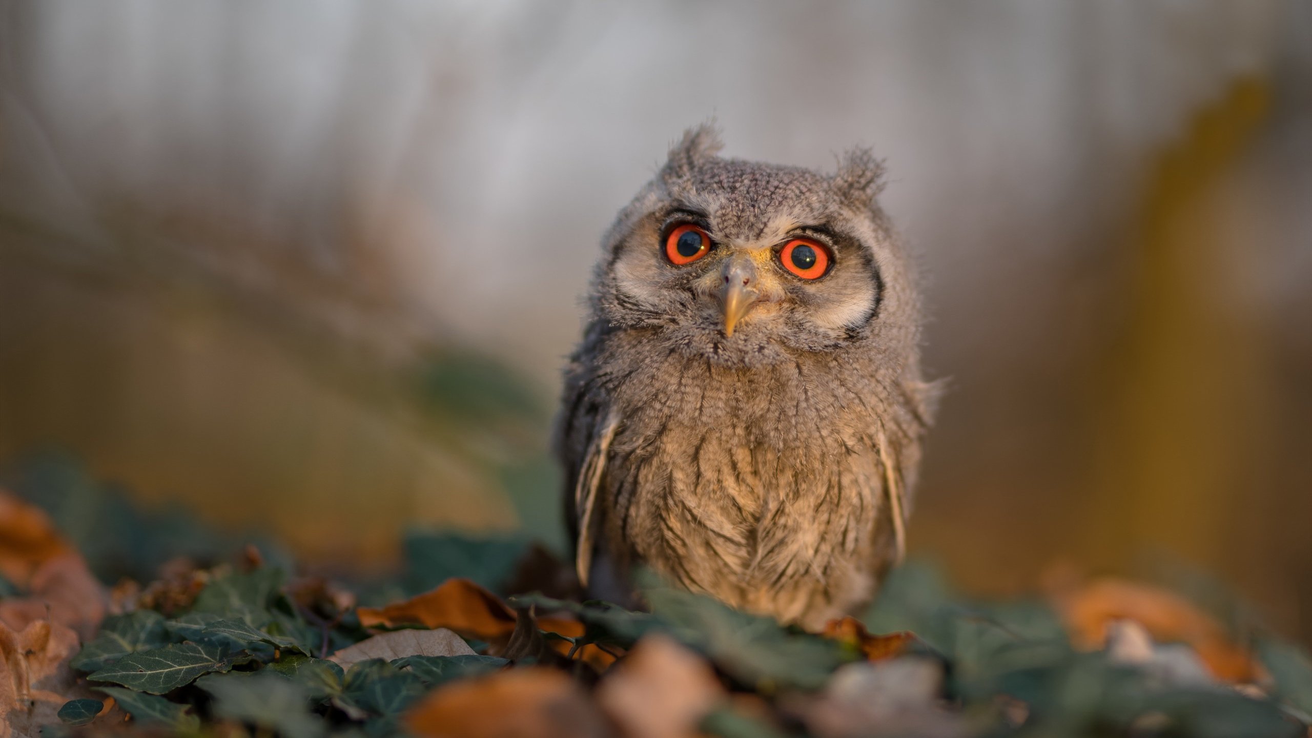 NBA纪律委员会再次加强裁判判罚，公平争议引发关注，nba各项纪律