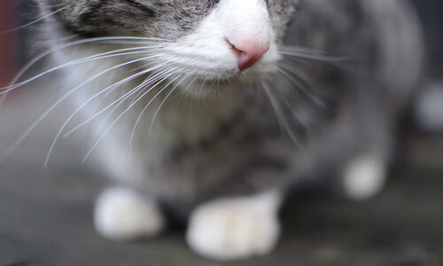 “足球文化推广周在上海举办”，足球推广学校