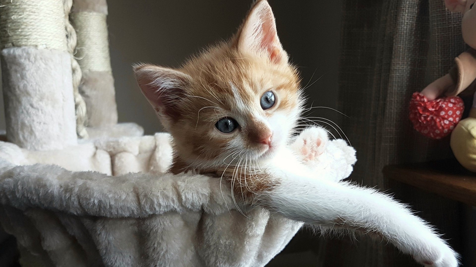 德甲龙争虎斗:多特爆冷败北,积分差距缩小至2分,德甲多特对科隆