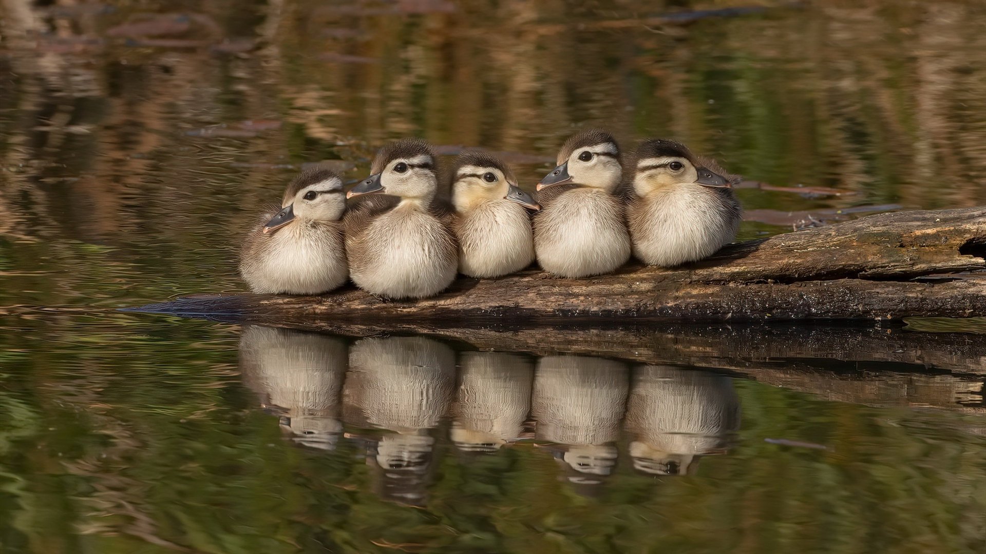 kaiyun登录入口-LCS吸引海外选手加盟，lcs赛区是哪个国家的