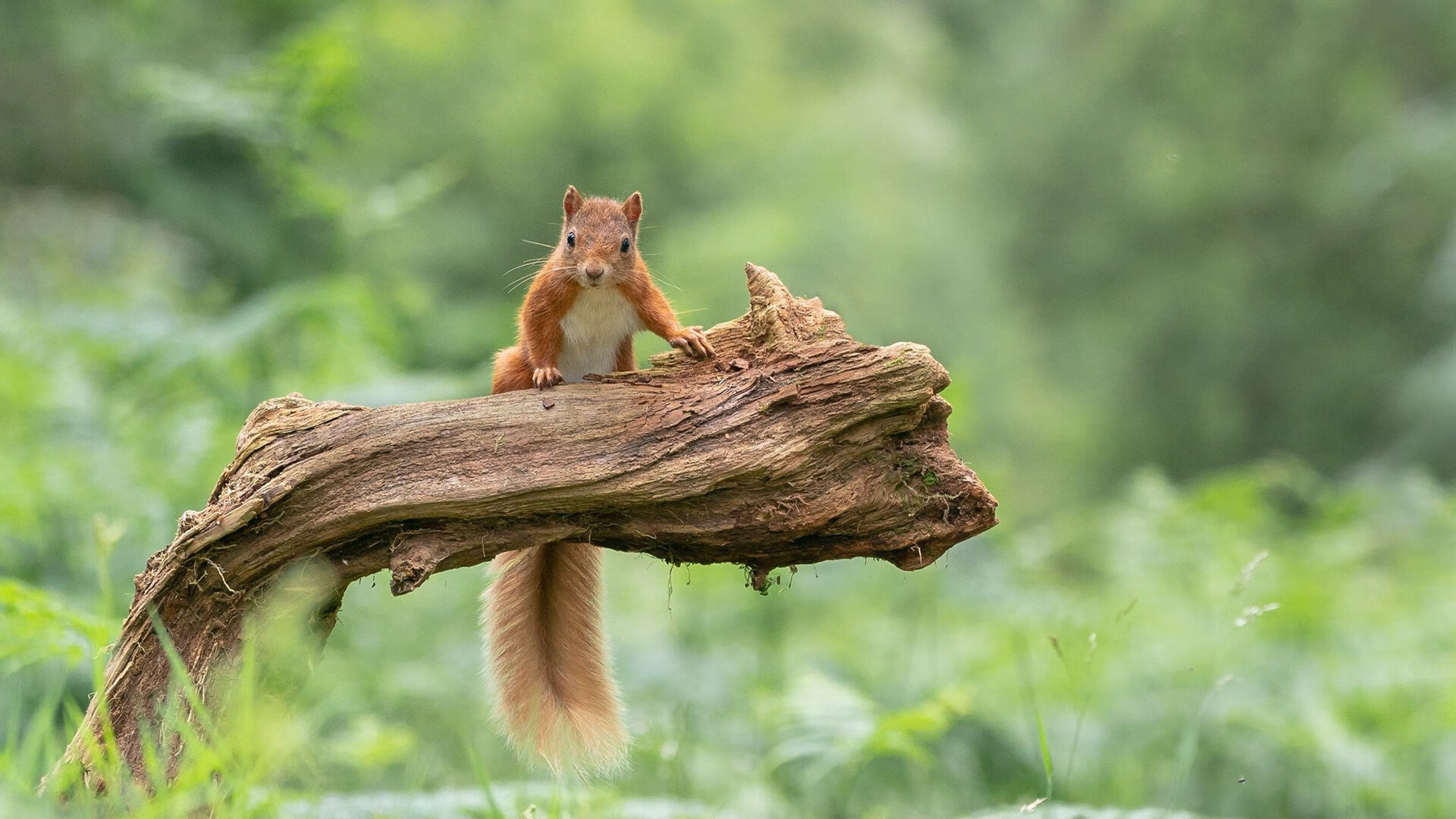 哥伦比亚队前进迅猛，备受看好，哥伦比亚球队厉害吗