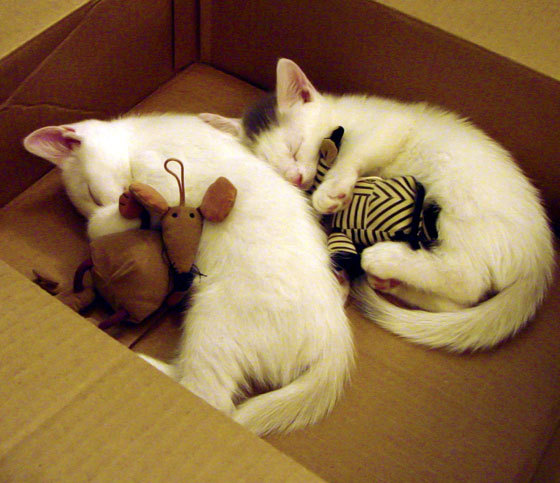 开云kaiyun-桑托斯年轻球员入选国家队，桑托斯年轻球员入选国家队是哪一年