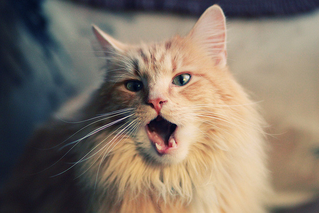 莱因克尔星控球后卫留意甲涉足,球迷惊喜,莱因克尔巅峰