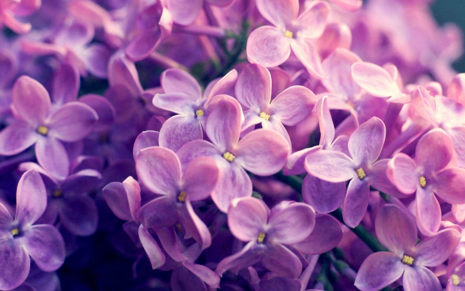 莱因克尔星控球后卫留意甲涉足,球迷惊喜,莱因克尔巅峰