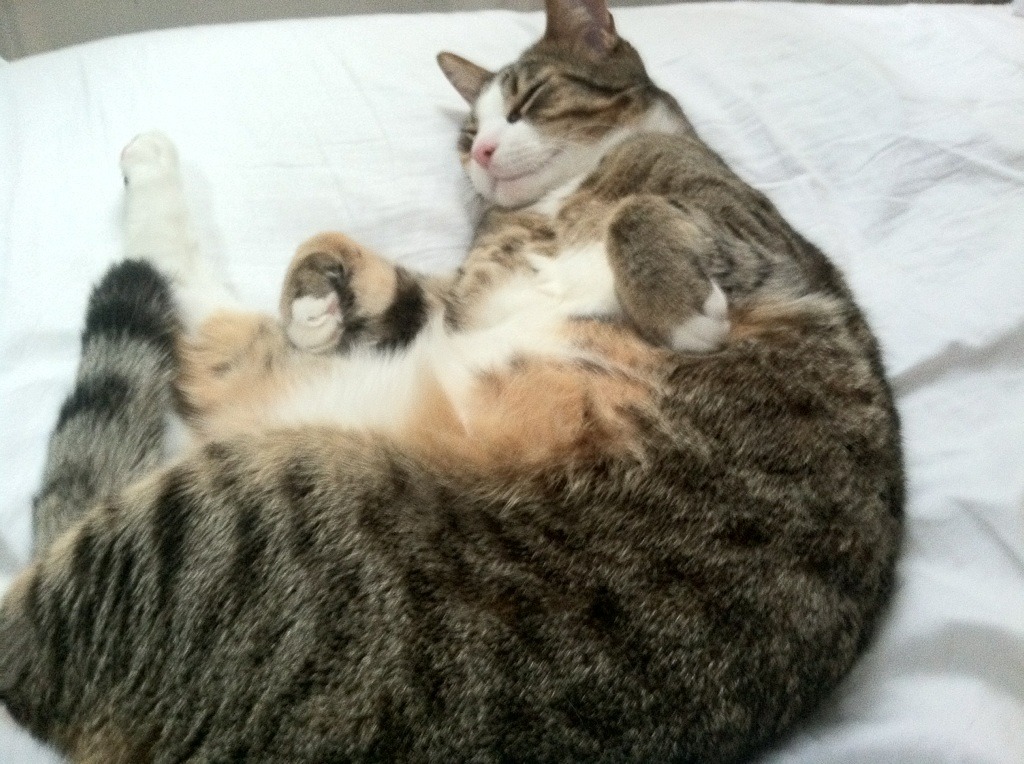 中国青少年篮球普及政策实施成效及改进措施，中国青少年篮球的发展方向