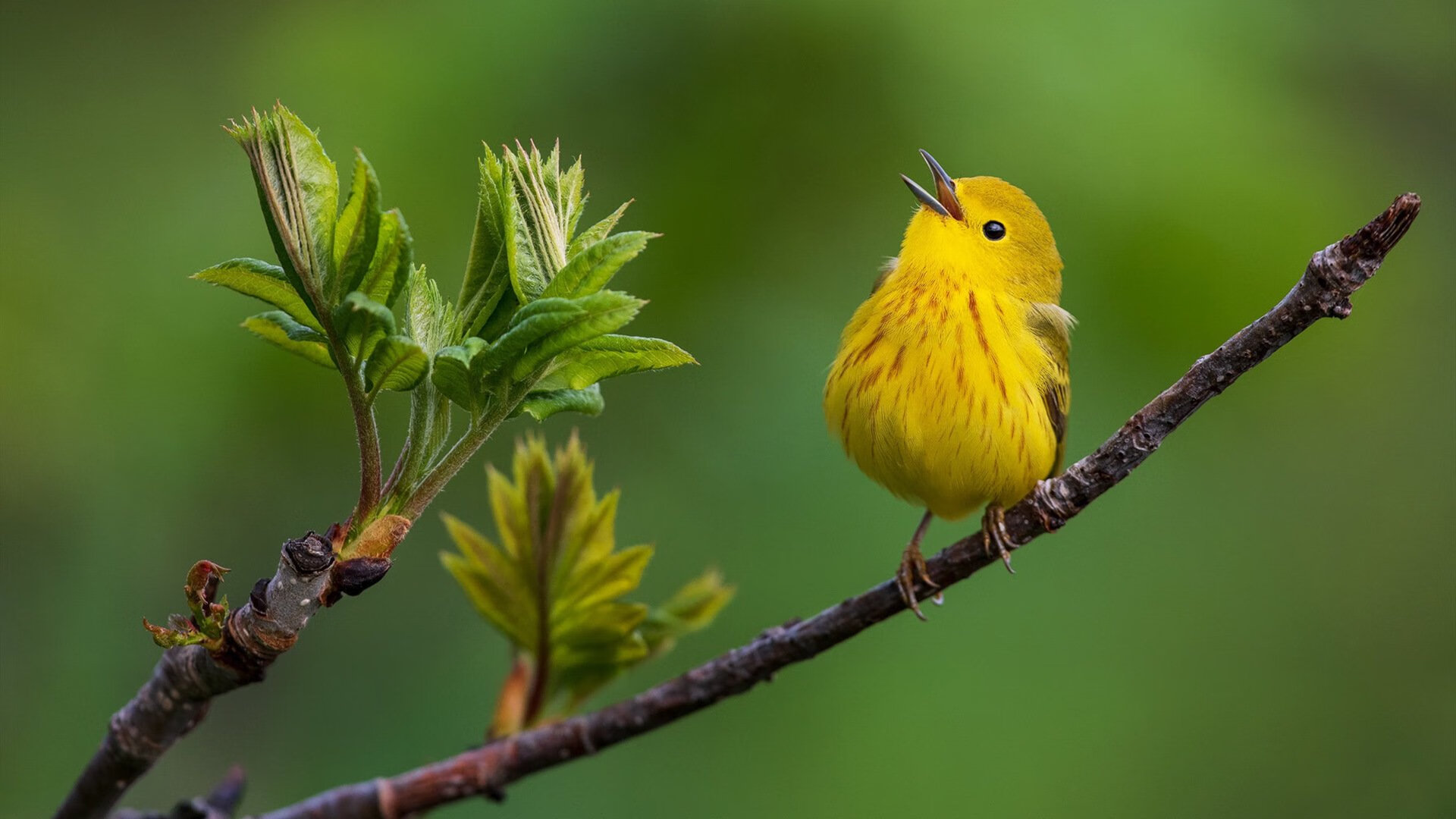 攻防大比拼:本季最佳防守之一览,2021最佳防守