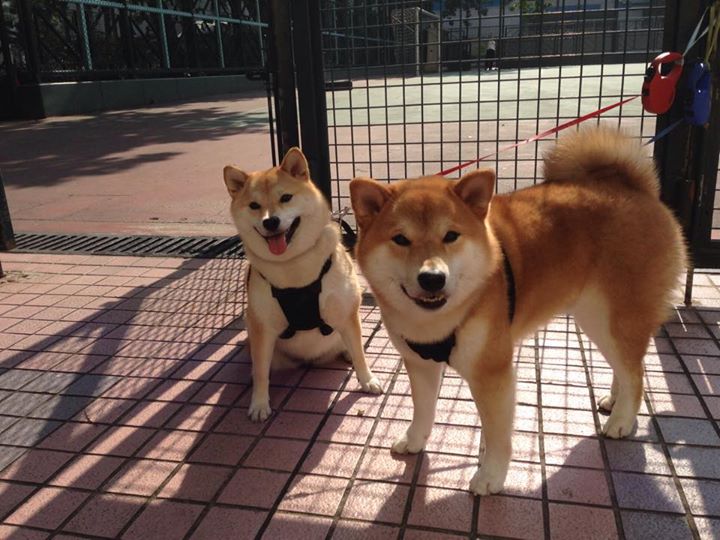 开云官网APP下载-Chinese Taipei团队乒乓战术揭秘：攻防结合的艺术，台湾乒乓球比赛