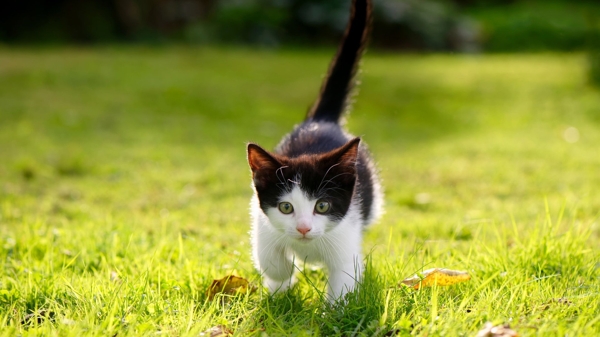 “沙滩手球:力量与技巧的完美结合”