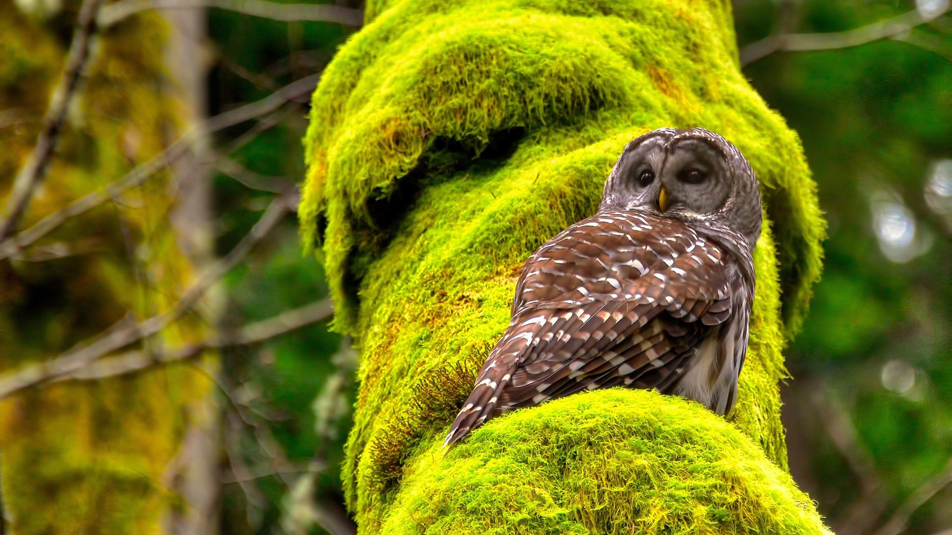 Kaiyun官方登录入口-俱乐部内部人才梯队结构断层，俱乐部各部门人员配置