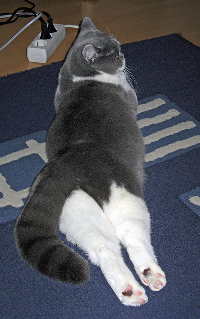 数据分析最适合预测哪类五大联赛比赛结果,数据分析相关比赛