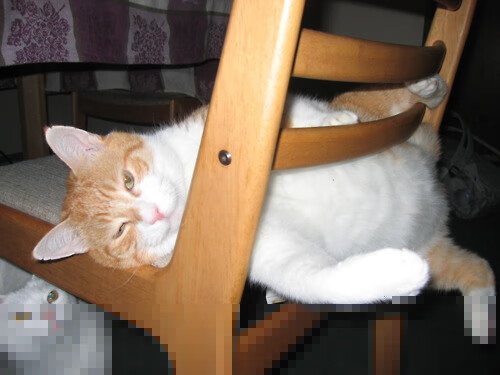 美国新秀横空出世 接棒成功,美国新秀横空出世 接棒成功了吗