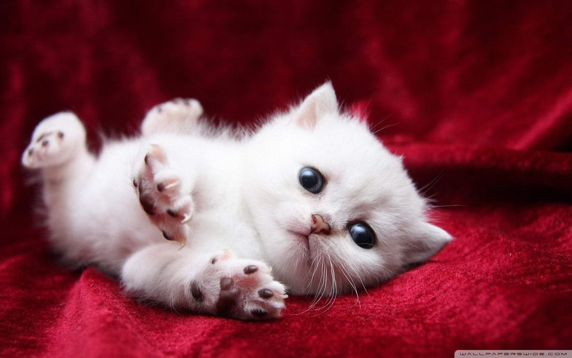 kaiyun体育综合-“埃尔斯·霍斯特助力南非队逆转赛局，刷新胜利纪录”