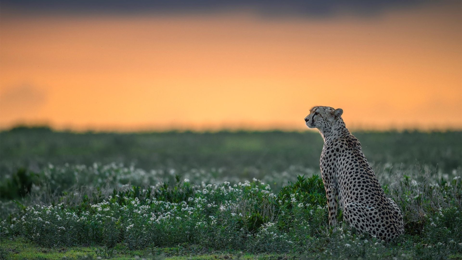 KAIYUNAPP-世界杯激战正酣：精彩瞬间不断刷新纪录！，世界杯锦集