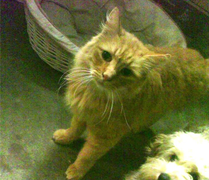 世界杯燃情夜：激情、荣耀尽在一瞬间，世界杯亲吻