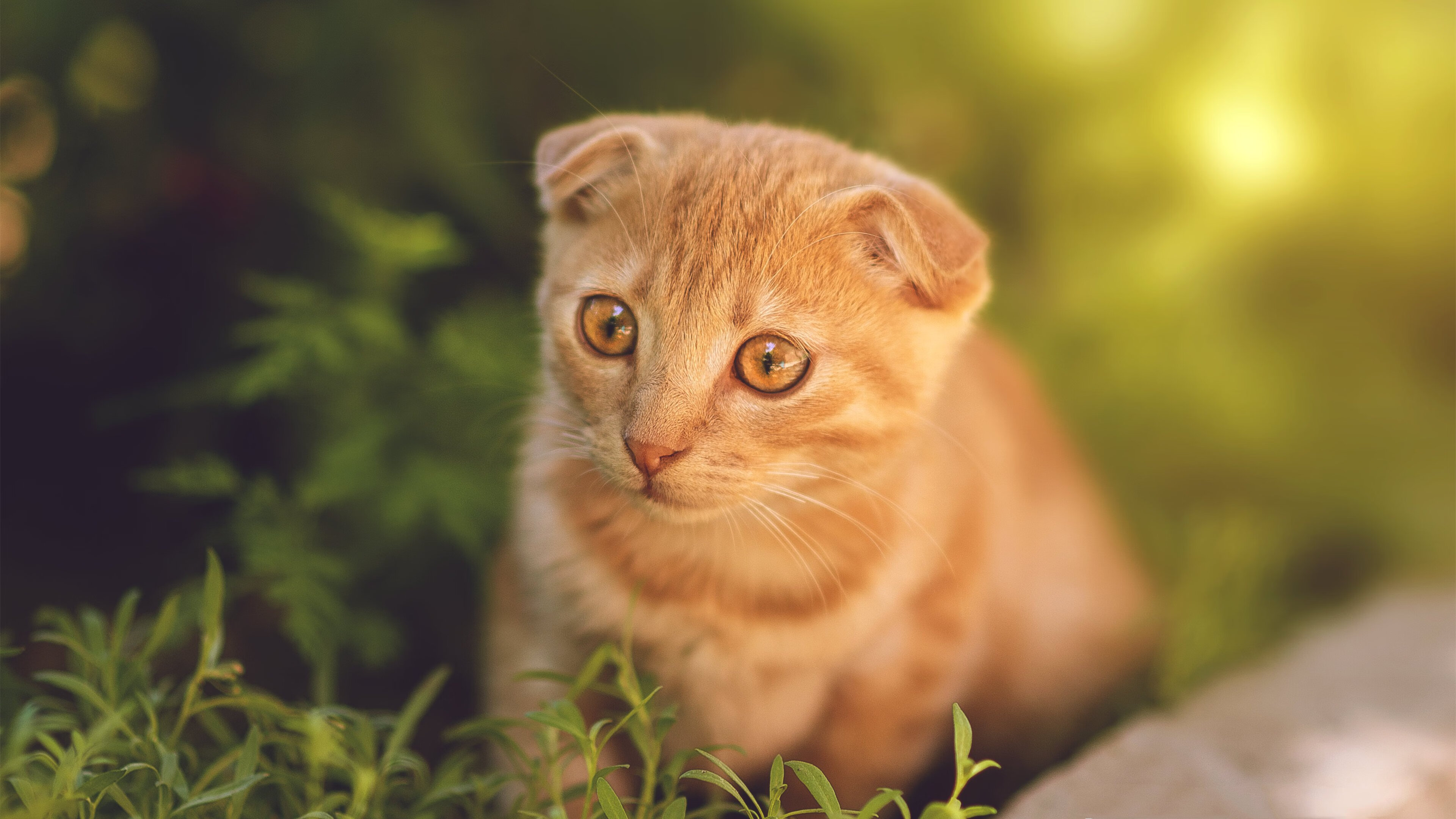 kaiyun官方网站-快船替补阵容表现抢眼主教练给予高度评价，快船队替补阵容